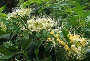 庭院种上这10种爬藤植物,开花时候美呆了
